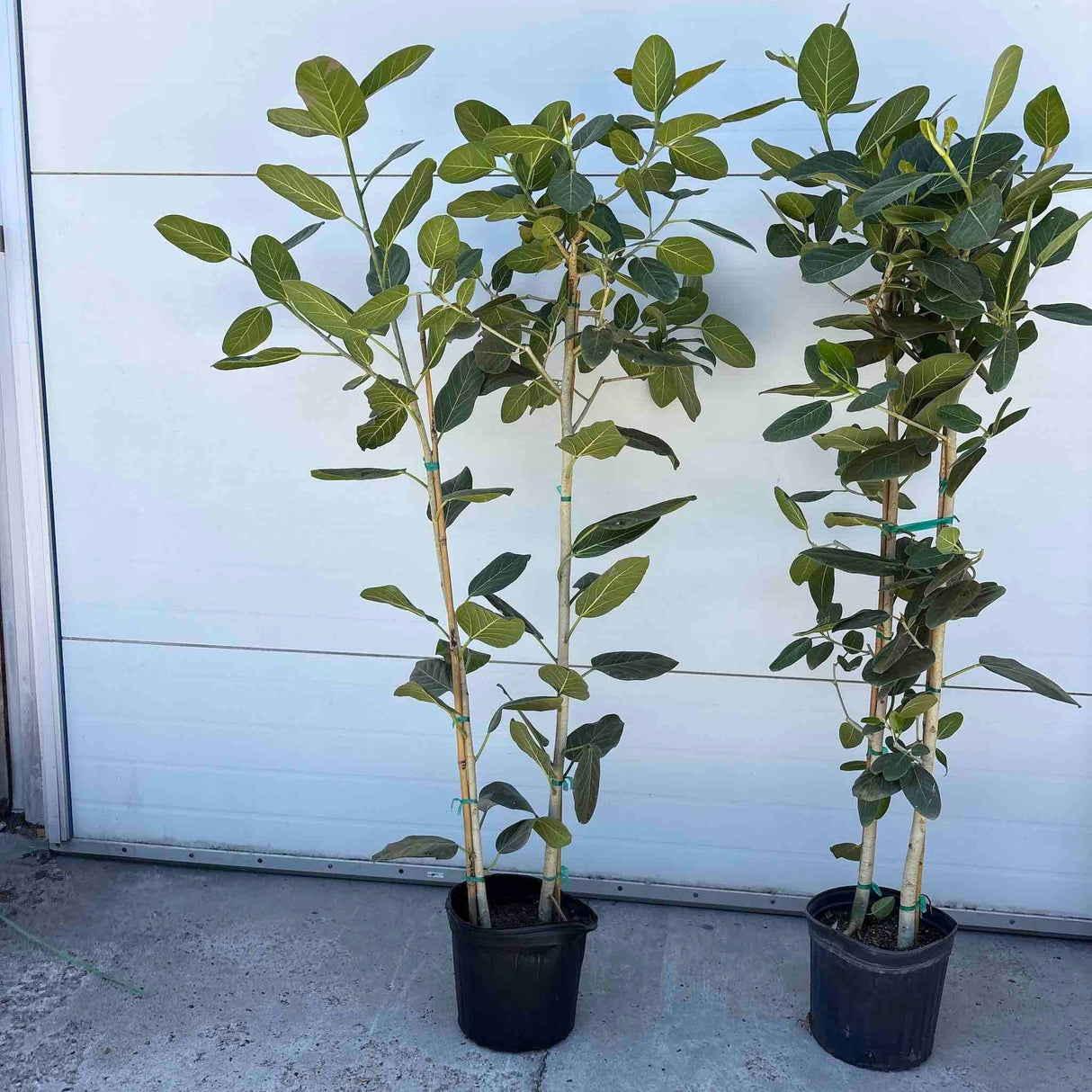 Ficus Audrey