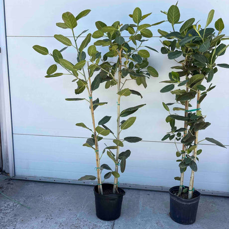 Ficus Audrey