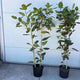 Ficus Audrey