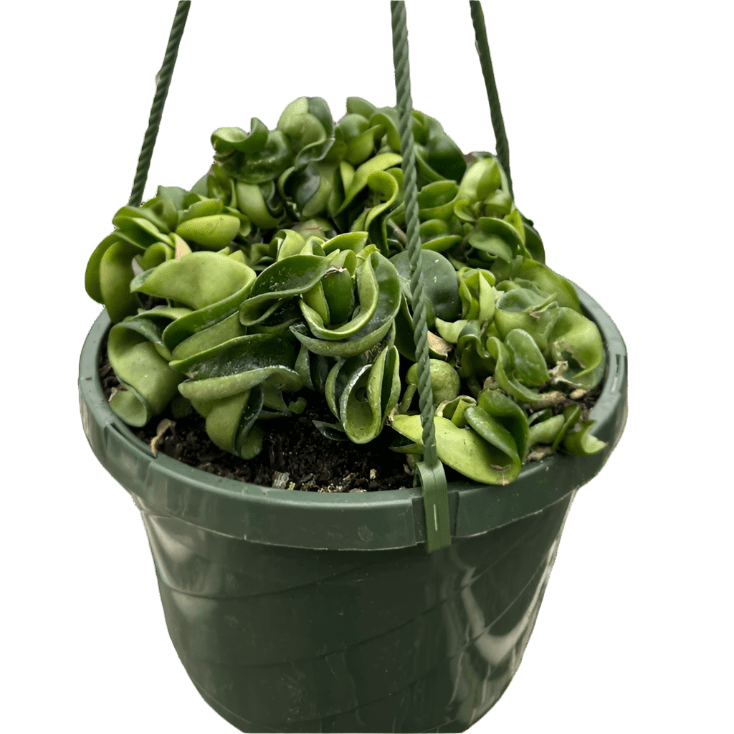 rope pot plant The Snobby Leaf | Hoya Rope Plant - 6 inch Pot
