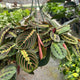greenhouse with the primary view on a maranta red houseplant in a hanging basket being held in the foreground