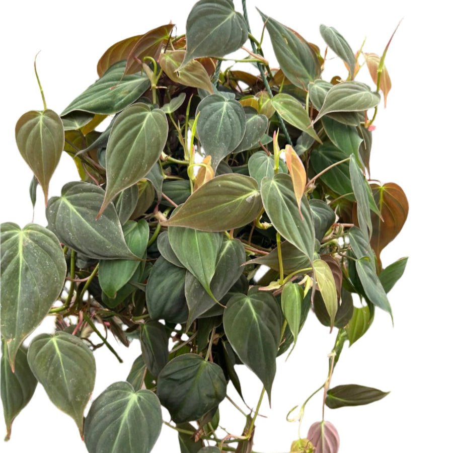philodendron mxv The Snobby Leaf | Philodendron 'Velvet' - 4 inch Pot