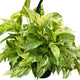 Bushy Pothos 'Marble Queen' plant with abundant variegated foliage in 8 inch planter on white background.