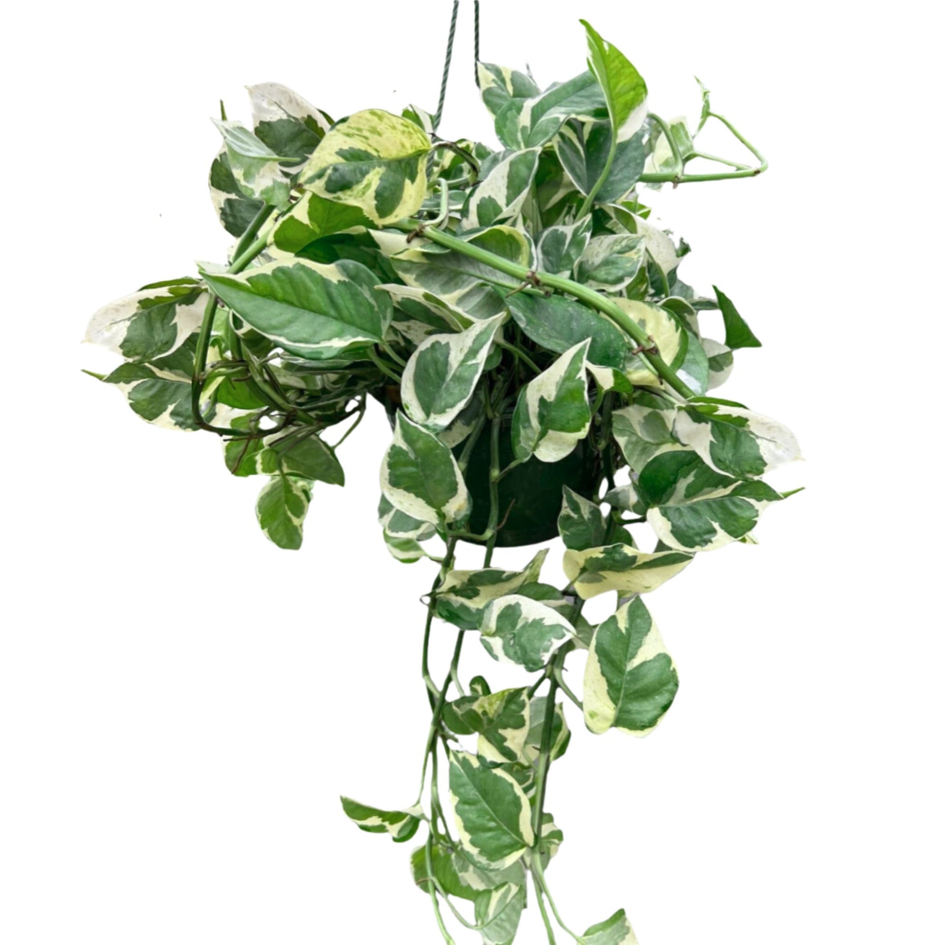 pride and joy pothos Pothos N'Joy Houseplant – Easy Care, Stunning Variegation
