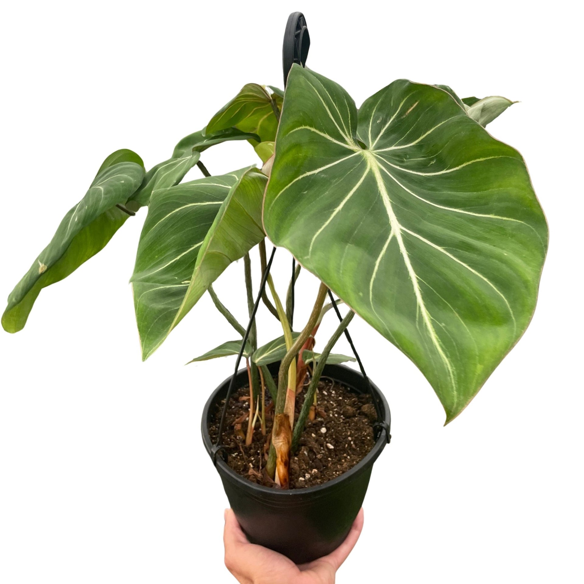 Philodendron Gloriosum 'Zebra' – Rare, Stunning, Tropical Foliage