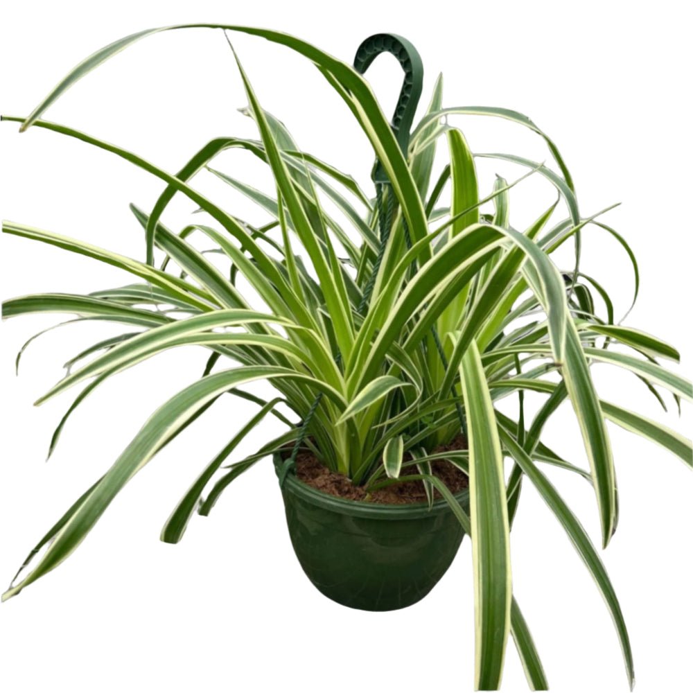 price of spider plant The Snobby Leaf | Spider Plant Reverse - 4 inch Pot