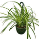 reverse spider houseplant in nursery planter on white background