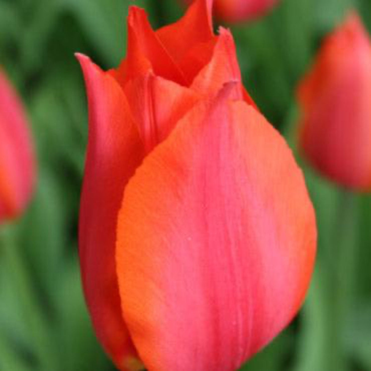 Orange Cassini Tulip Bulbs - NationwidePlants.com  