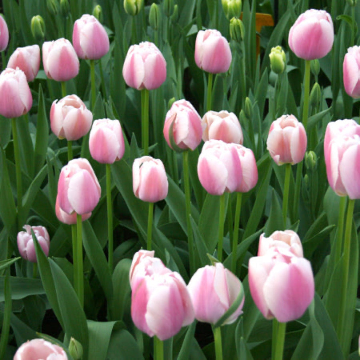 Jacuzzi Tulip Bulbs - NationwidePlants.com  