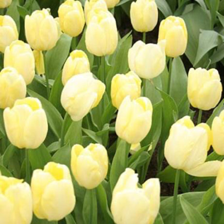 Francoise Tulip Bulbs - NationwidePlants.com  