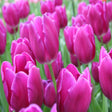 Kansas Proud Tulip Bulbs - NationwidePlants.com  