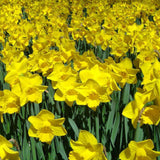 A vibrant field of Dutch Master daffodils in full bloom, displaying bright yellow petals and trumpet-shaped centers. The flowers are densely packed, creating a sea of golden color against the green foliage. The scene captures the cheerful, classic beauty of this daffodil variety, often associated with springtime.