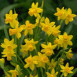 Yellow Sailboat Daffodil Bulbs - NationwidePlants.com  