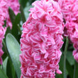 Pink Pearl Hyacinth Bulbs - NationwidePlants.com  