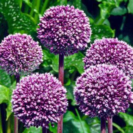 Summer Drummer Allium Bulbs - NationwidePlants.com  