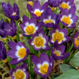 Sieberi Tricolor Crocus Bulbs - NationwidePlants.com  