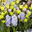 Springtime Bliss Bulb Mix - NationwidePlants.com  