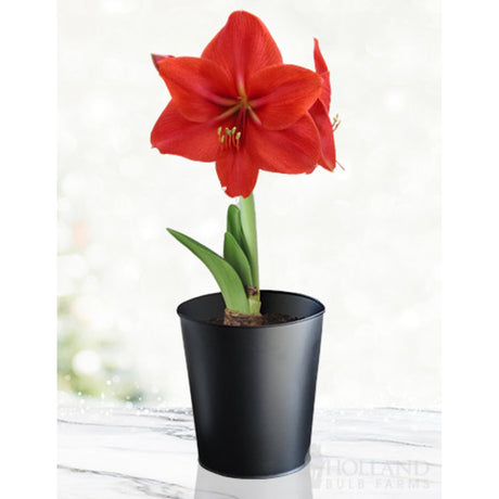 This red lion amaryllis is bright red with a green stem and flowers coming up from the bulb in a small black pot.