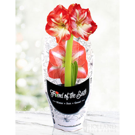 Pre-Potted 'Minerva' Amaryllis - NationwidePlants.com  