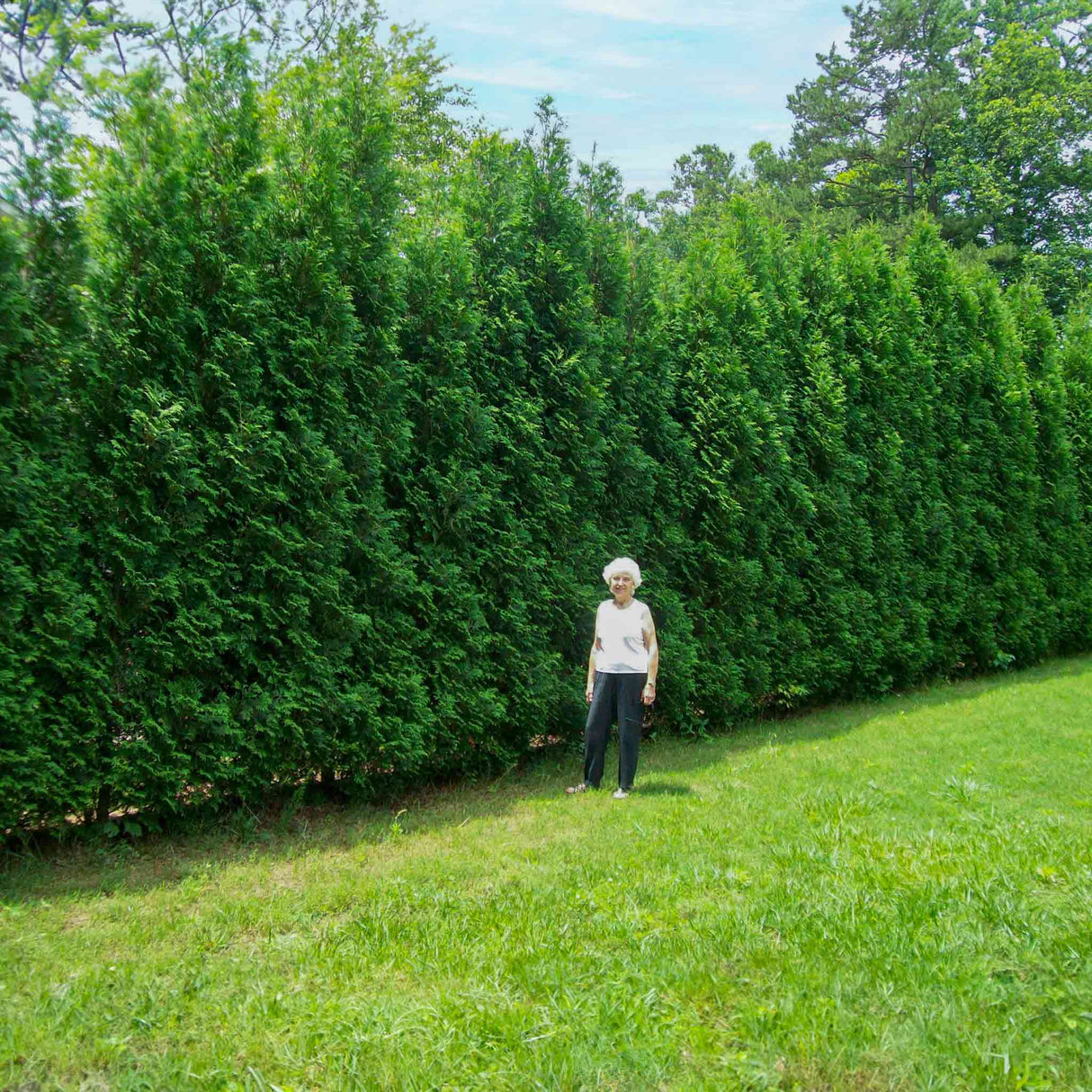 Mature American Thuja trees that have grown together, being used as a privacy screen, with an older woman with grey hair standing in front of them for scale.