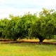 Large row of Barbados Acerola Cherry trees full of cherries.
