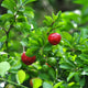 Barbados 'Acerola' Cherry Tree