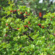 Barbados Acerola Cherry tree branches loaded with beautiful red cherries.