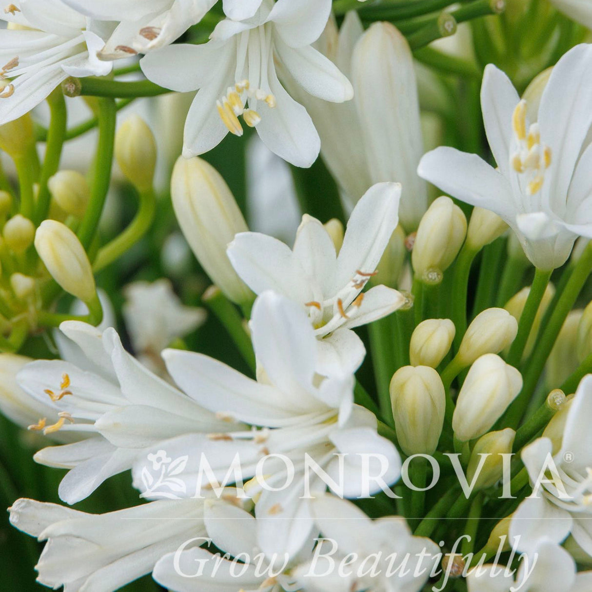 Blooms of the Monsapho Agapanthus