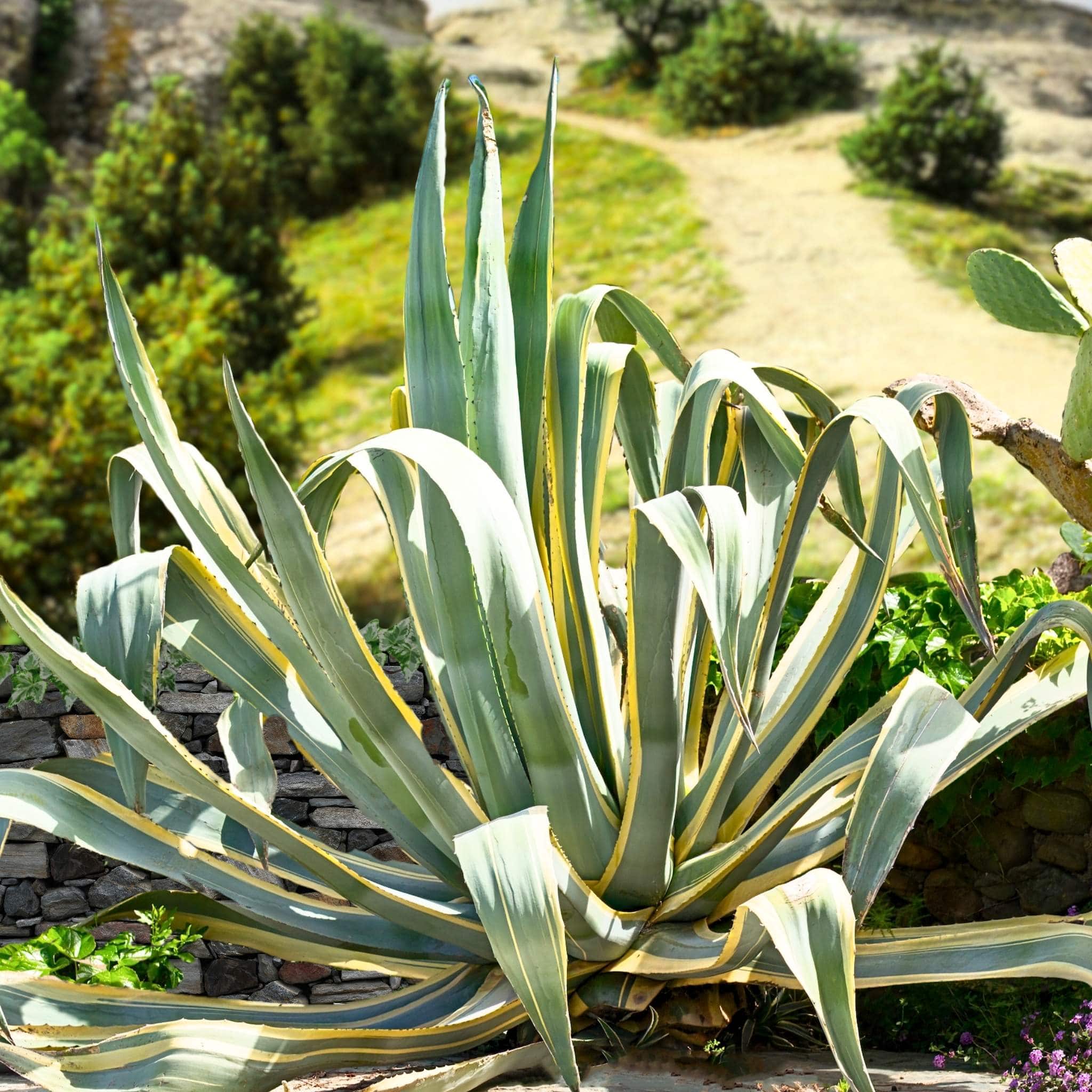Agave Americana 'Variegata' – Striking, Drought-Tolerant Succulent