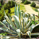 Close-up of Agave americana 'Variegata' showing its spiky, variegated leaves in a natural landscape.