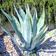 Agave Americana with broad, silvery-blue leaves in a landscaped garden with gravel and greenery.