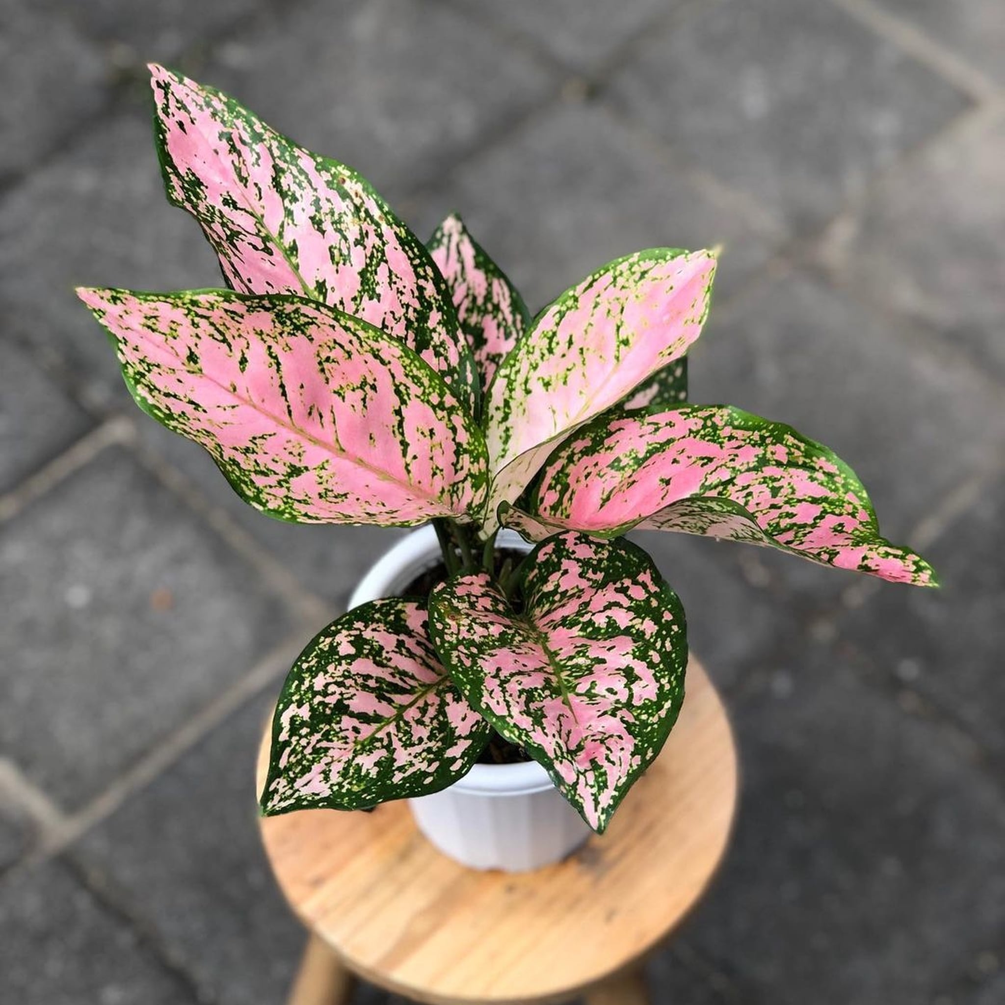 Chinese Evergreen 'Lady Valentine' – Vibrant Pink & Green Houseplant
