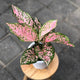 Aglaonema 'Lady Valentine' in a white pot on a wooden stool, featuring pink-speckled green leaves.