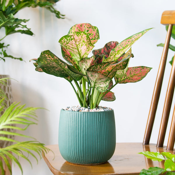 Chinese Evergreen 'Lady Valentine' – Vibrant Pink & Green Houseplant