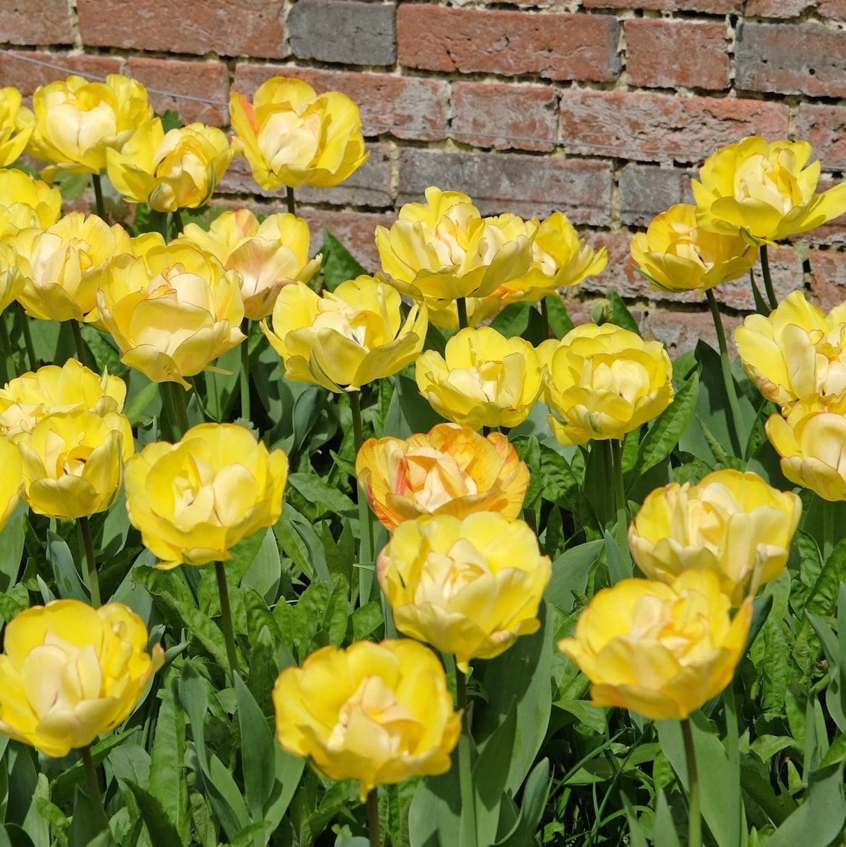 Many yellow akebono tulips with open blooms, planted in a flower bed against a brick wall