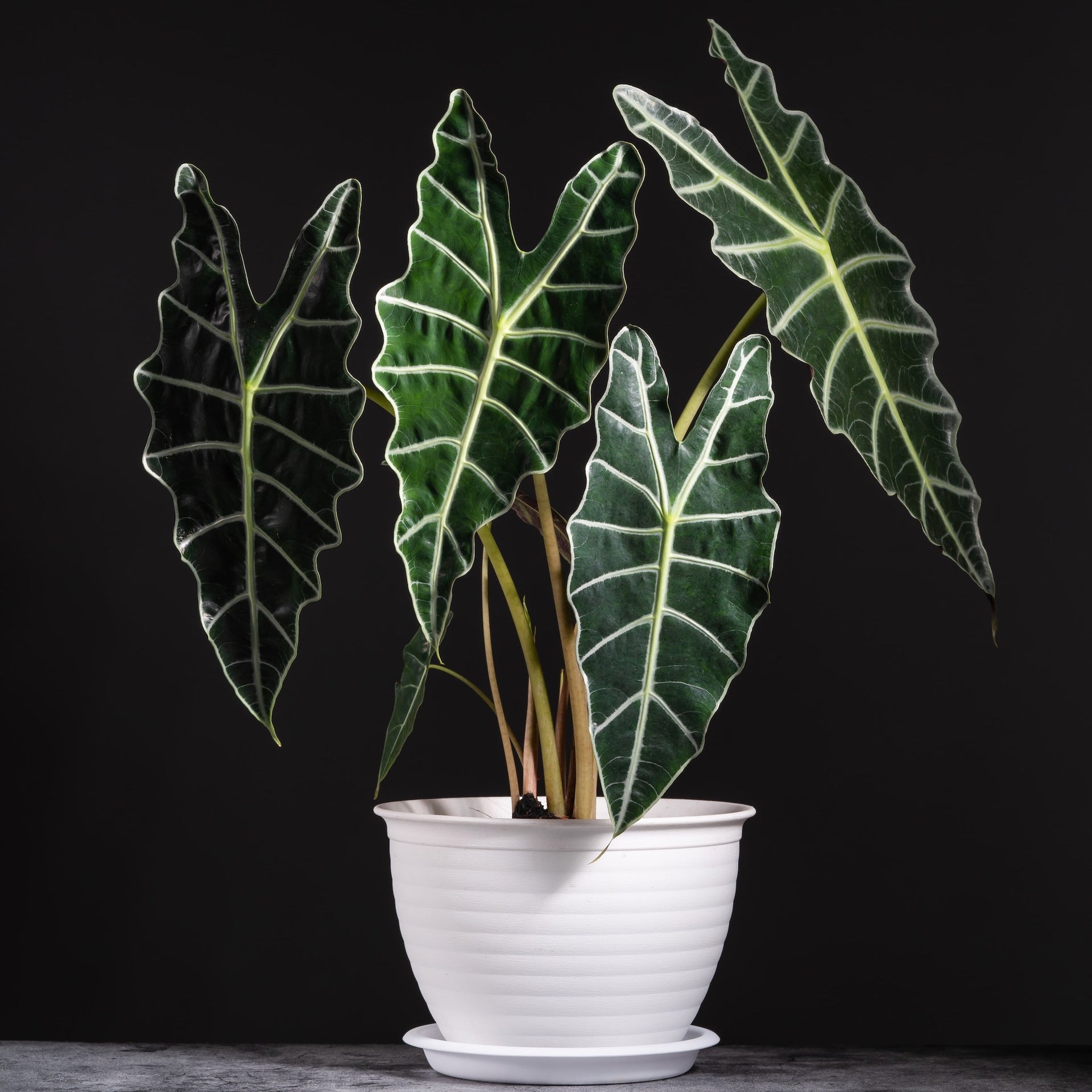 amazon large indoor plants Alocasia Polly 'African Mask' Size 6 Pot