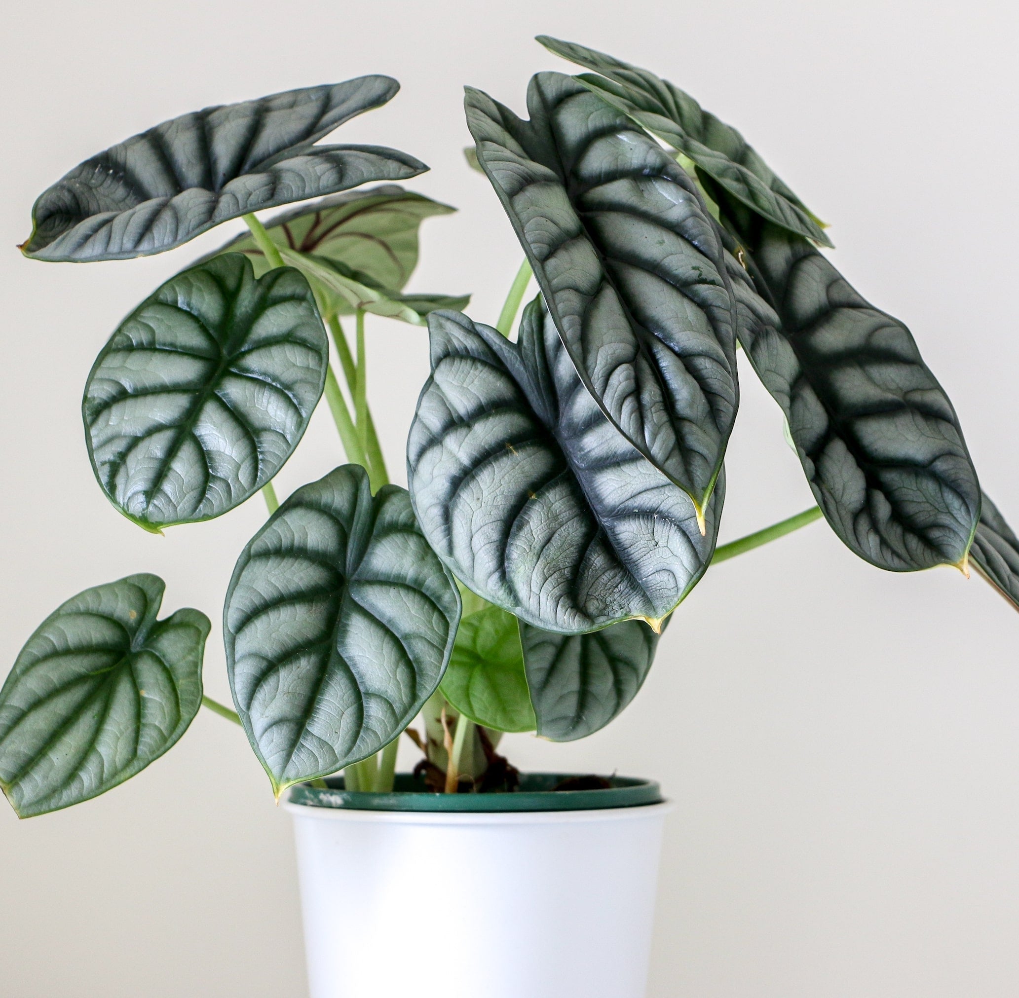Alocasia Silver Dragon | Exotic and Rare Indoor Plant – All