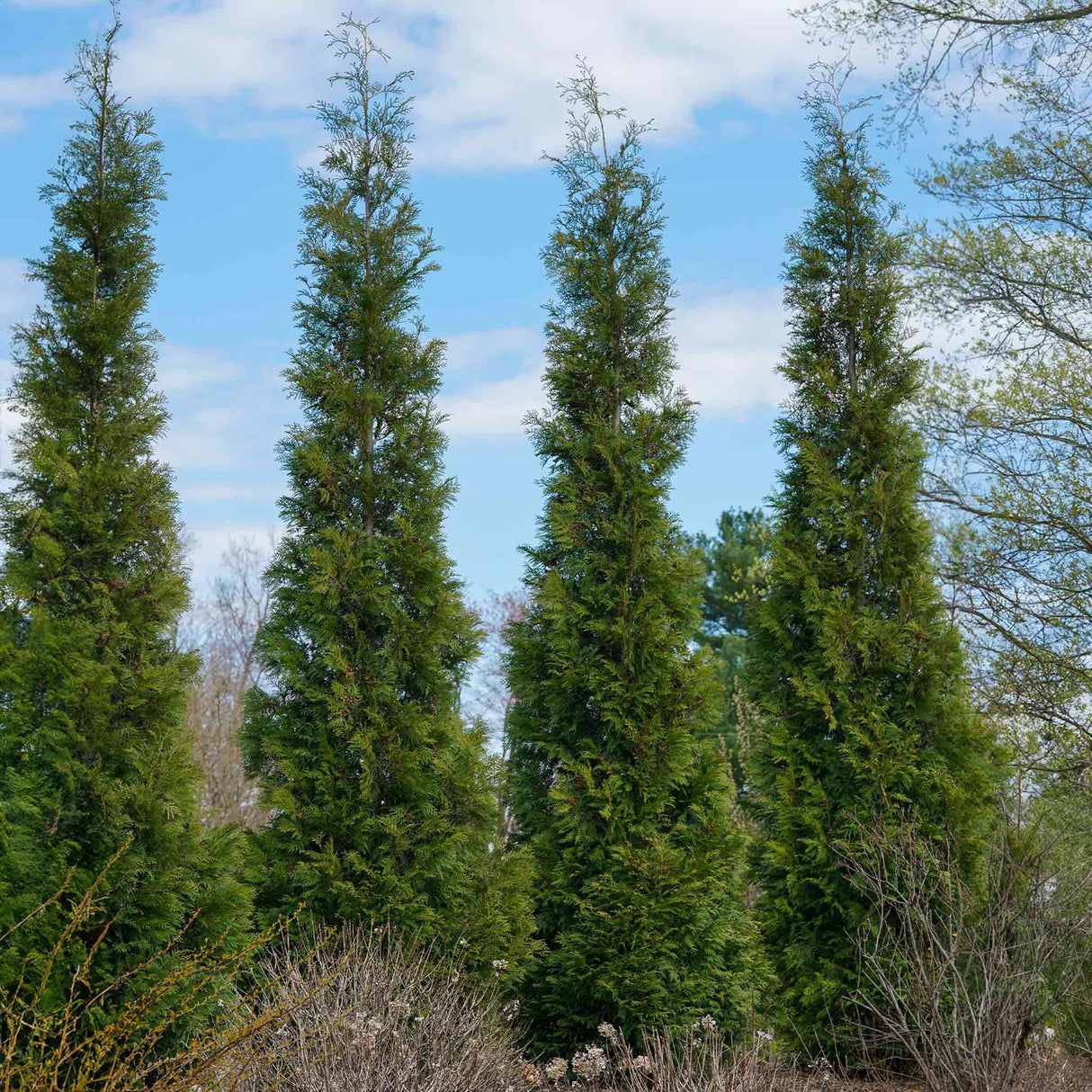 American Pillar Thuja trees in a row with the blue sky showing through and some small bushes with no leaves in front of them showing the thujas maintain beauty and keep foliage through the winter.