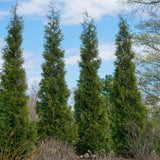 American Pillar Thuja trees in a row with the blue sky showing through and some small bushes with no leaves in front of them showing the thujas maintain beauty and keep foliage through the winter.