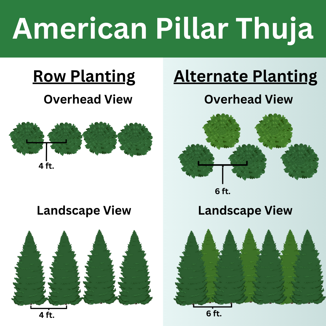 American Pillar thuja visual planting guide showing views of row planting and staggered planting options for privacy screens.