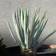 Americana Silver Agave in a garden bed near a stucco wall.