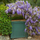 Gorgeous wisteria vine growing along an arbor over a gate creating a beautiful entry to a garden. The gate is a soft green and you can see boxwoods growing along a rock wall in the background