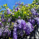 Amethyst falls wisteria with purple flower clusters cascading down in beautiful groups with bright green leaves and a blue sky background