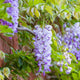Amethyst falls purple wisteria raceme, a long drooping cluster of flowers hanging down from the vine and showing off its soft and more uniform light purple color against its green foliage and a light red brick wall