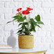 Anthurium 'Red' Houseplant
