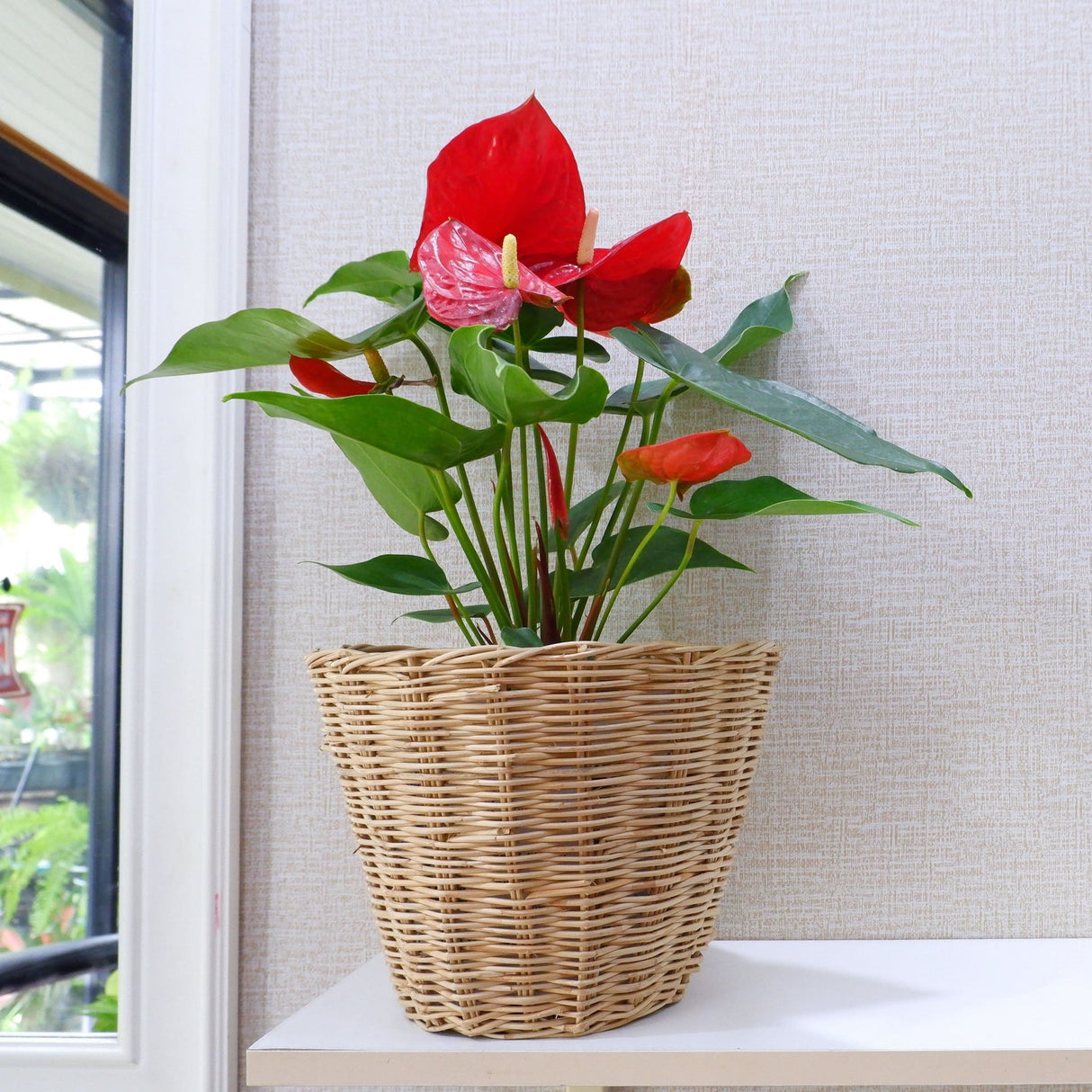 anthurium rolorante Anthurium 'Red' Houseplant