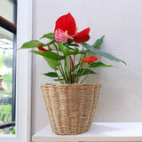 Anthurium 'Red' Houseplant