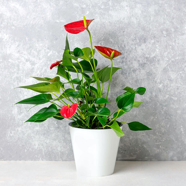 anthurium rosso Anthurium 'Red' Houseplant