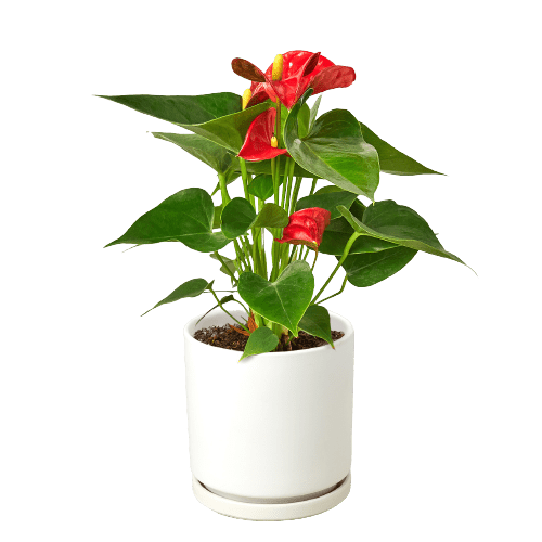 anthurium rouge chat Anthurium 'Red' Houseplant