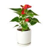 Anthurium 'Red' Houseplant